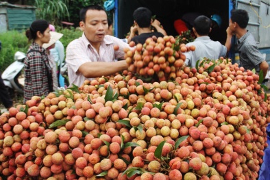 Xuất ngoại bình quân 1,7 nghìn tấn vải thiều tươi mỗi ngày